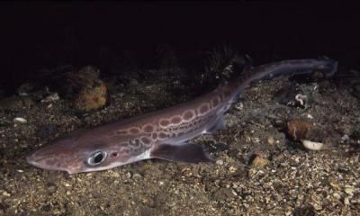 意大利海域出现僵尸鲨鱼既没皮肤也没牙齿长相很怪异