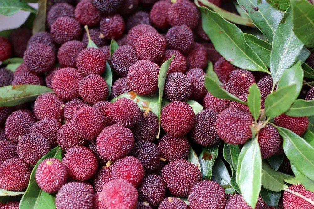 买杨梅选圆刺还是尖刺牢记5不买个个新鲜多汁