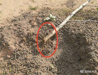 中央纪委网站曝光滇池环湖开发乱象:滇池的“腰”没了!,高尔夫球场侵占一级保护区休闲区蓝鸢梦想 - Www.slyday.coM 中央纪委网站曝光滇池环湖开发乱象:滇池的“腰”没了!,高尔夫球场侵占一级保护区休闲区蓝鸢梦想 - Www.slyday.coM