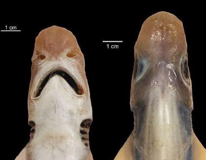 意大利海域出现僵尸鲨鱼既没皮肤也没牙齿长相很怪异