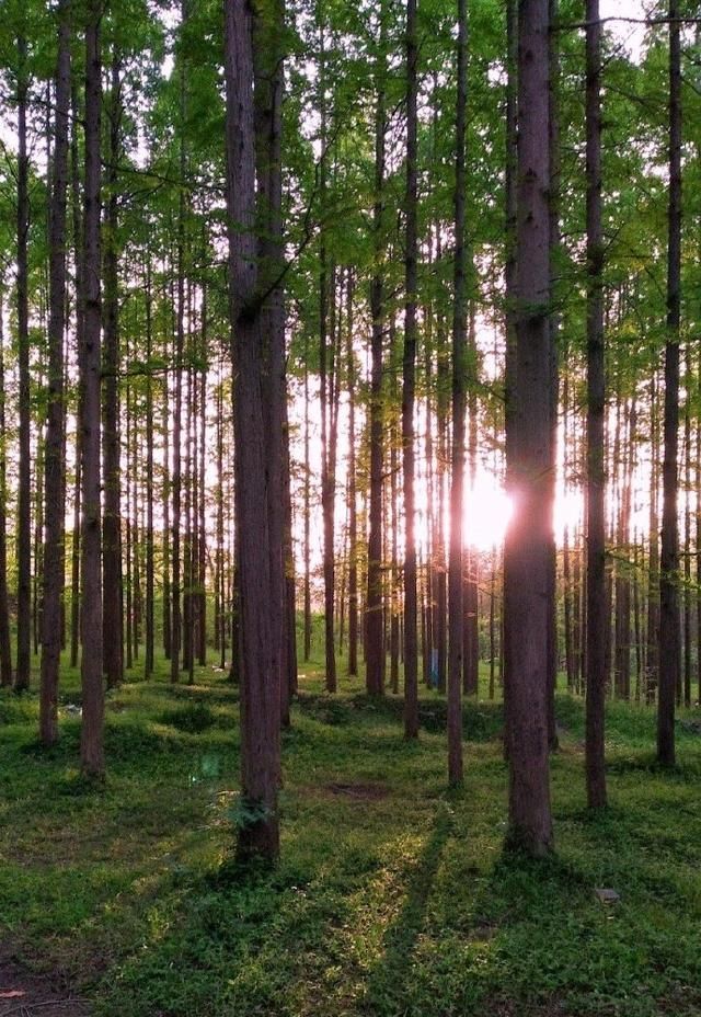 "公园两百余棵水杉死亡",安徽淮南回应|水杉|水杉树|湿地公园_新浪