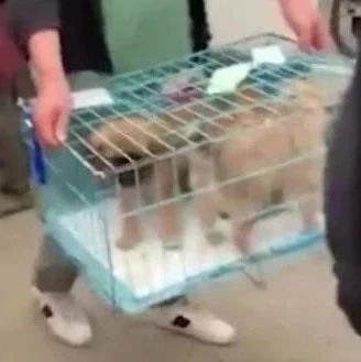 宠物盲盒近况！42只病宠已送医，剩余将开放领养