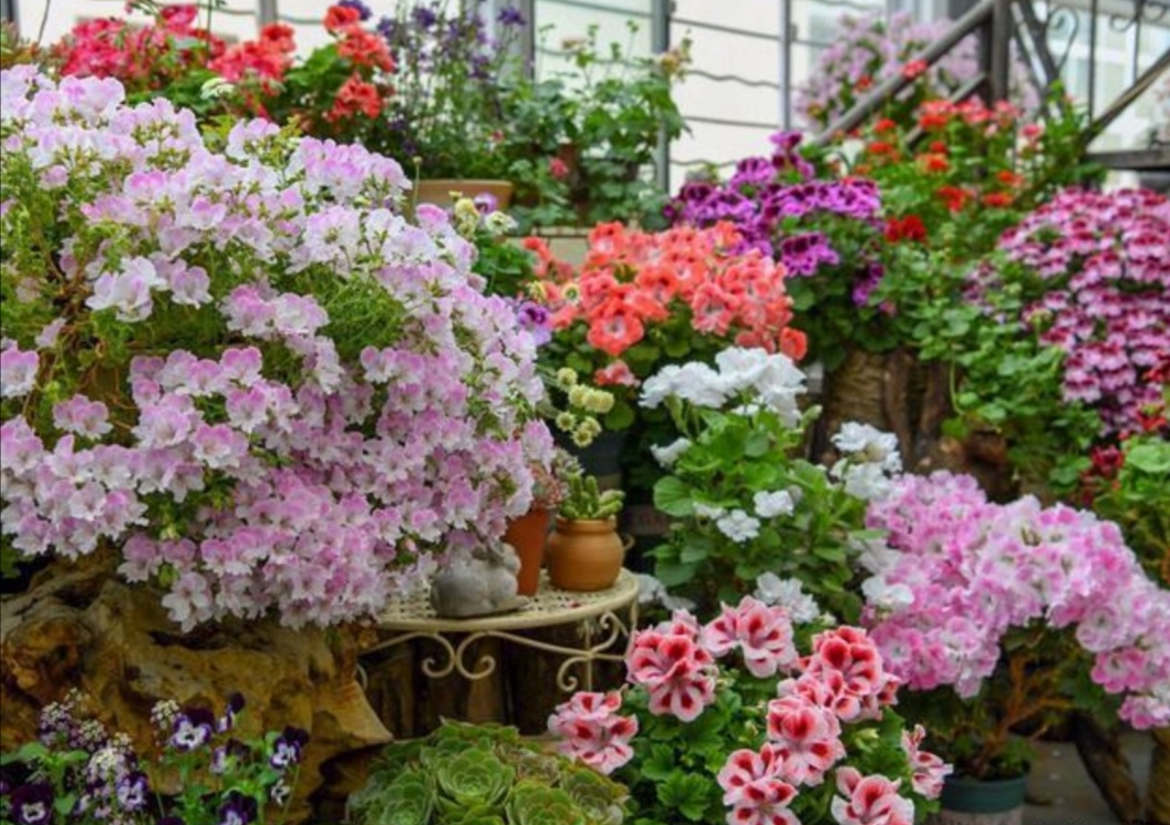 6种小盆栽花卉,开花漂亮还好养,能把阳台变成小花园!