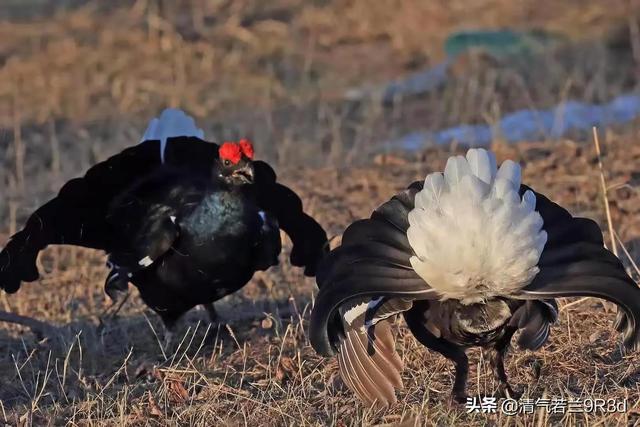 走禽中的战斗机为繁衍后代奋力厮杀没商量新疆亚种黑琴鸡