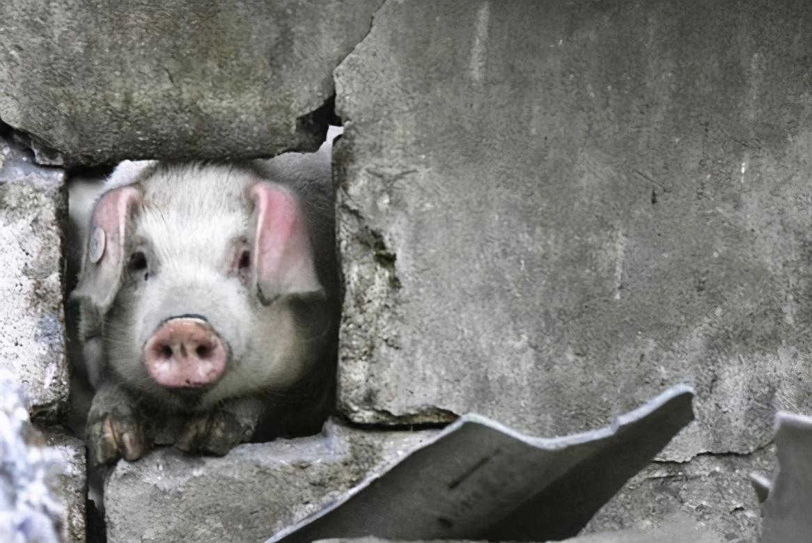 还记得汶川地震的猪坚强吗14岁的它已很糟糕死后将被做成标本