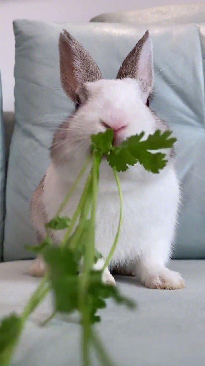 超级治愈兔宝宝吃饭最后好看到了什么兔兔这么可爱