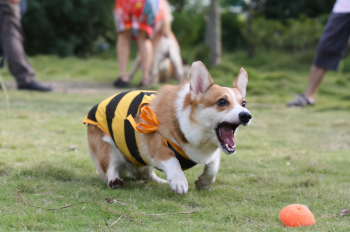 养柯基犬有这5个痛苦你准备好承受了吗