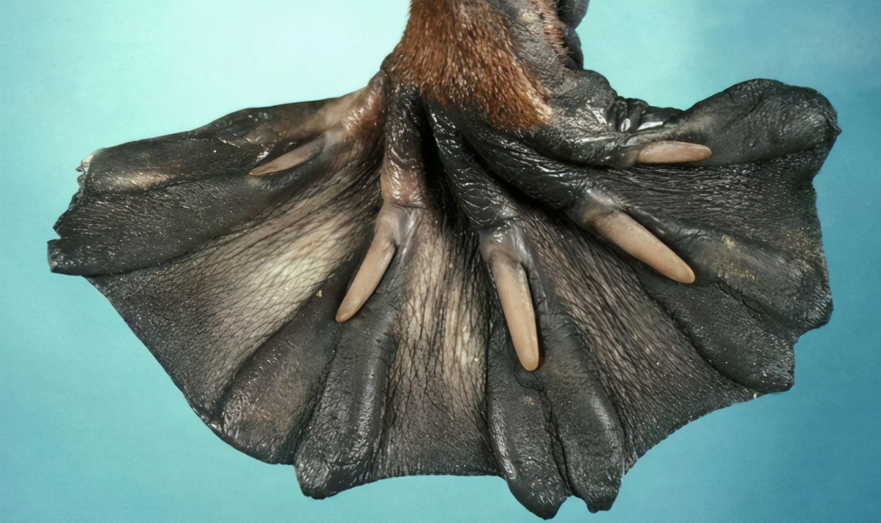 鸭嘴兽是怪物科学家研究后发现小丑竟是我们自己