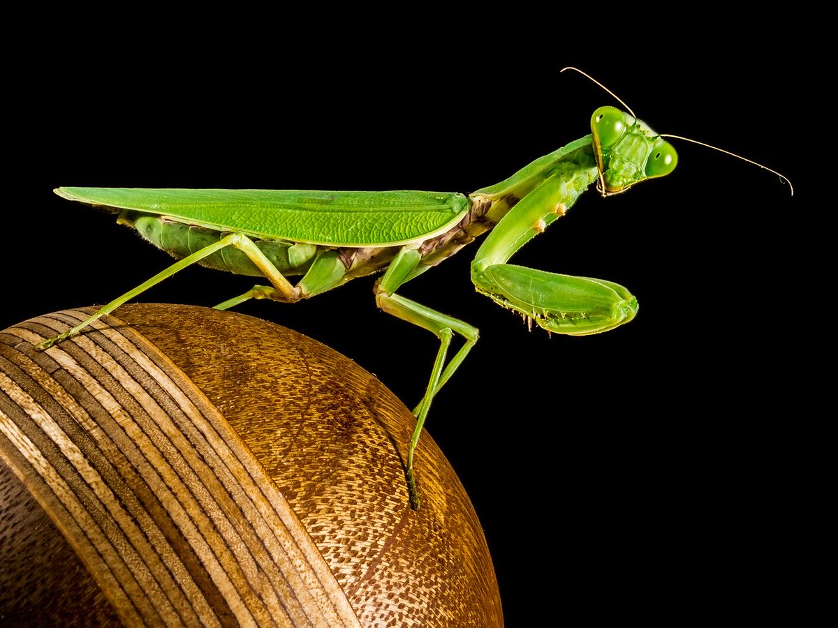 Maniti Insect 1962年昆仑山“螳螂人”事件,人头螳螂身,未知生物真的存在吗?