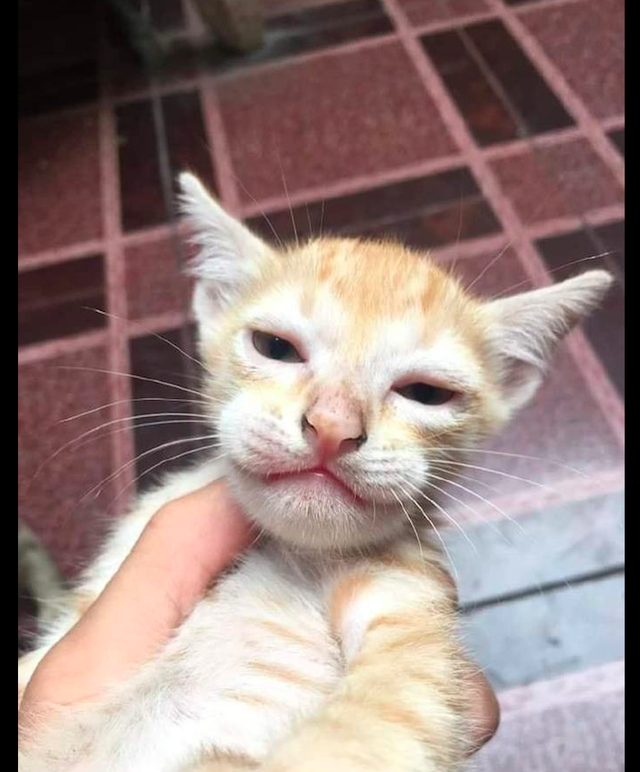 小猫咪的脸被蜜蜂叮肿了虽然很心疼但是很好笑跳跳虎是你吗