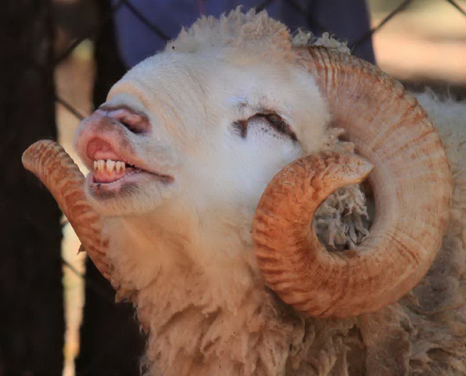 世界微笑日|动物界的"笑容甜点"治愈你