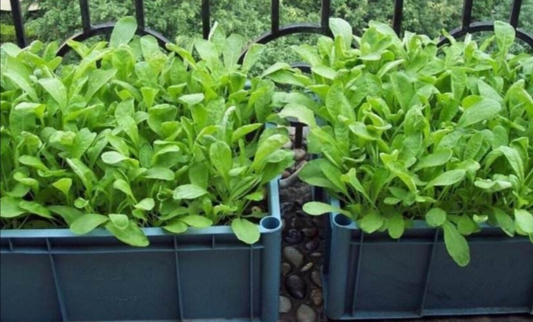 找几个花盆泡沫箱阳台种上4种蔬菜长得绿油油