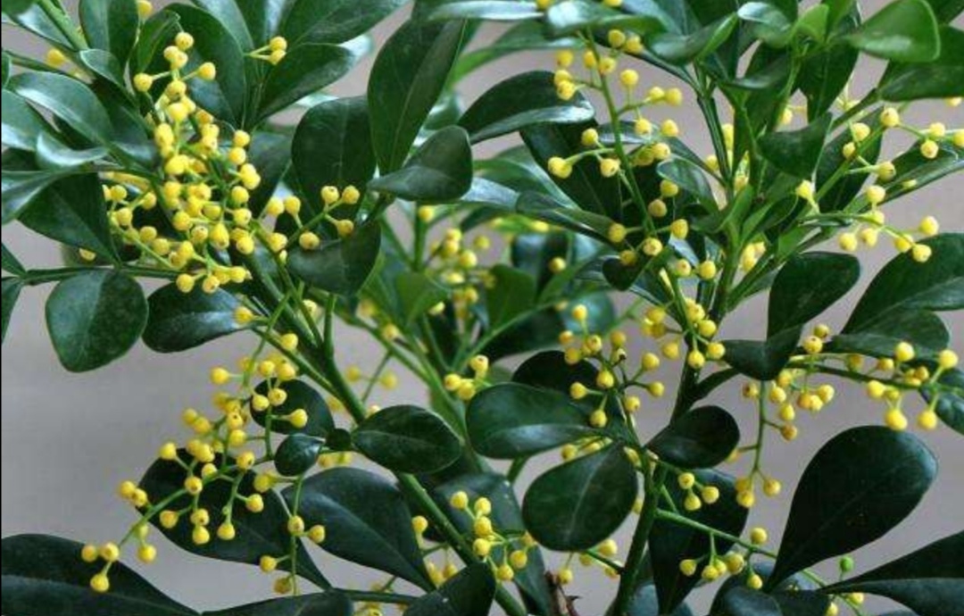 家里养的米兰花只要给它做好这细节秋天也依然开花