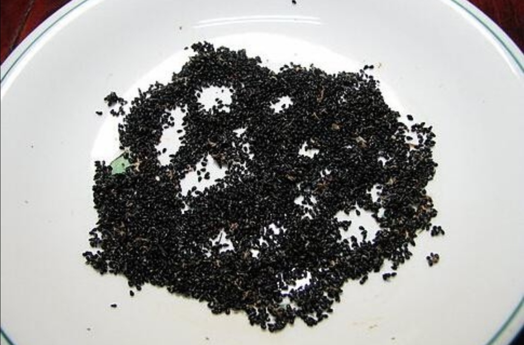 吃火龙果留些种子养成精美小盆栽毛茸茸真漂亮