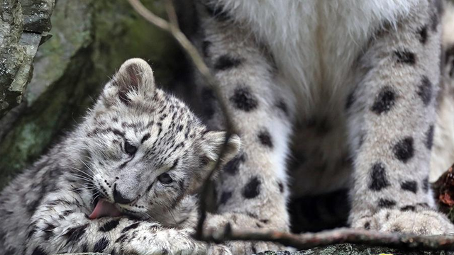 大猫来了杭州三只金钱豹出逃快来吸未成年小奶豹压压惊