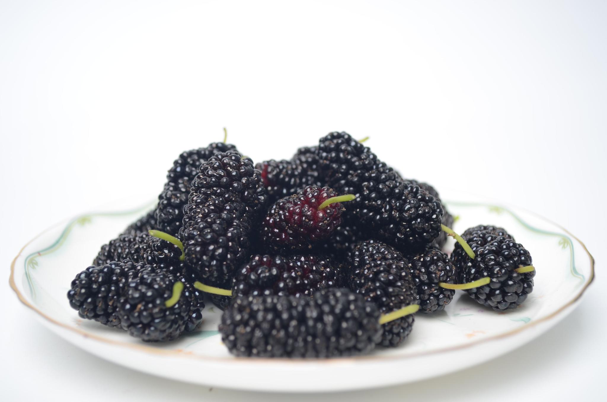 成熟方法!桑葚吃多了会怎么样"春意盎然"-第2张图片-浩葵网