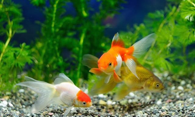 锦鲤池塘动态壁纸（*PRO*）v1.60完美破解版 - Haida(嗨达)主题演示