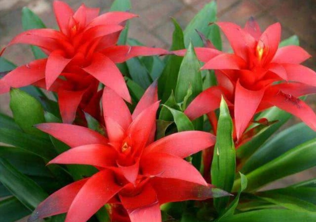 家中养盆鸿运当头开花漂亮又喜庆适合摆放在客厅观赏