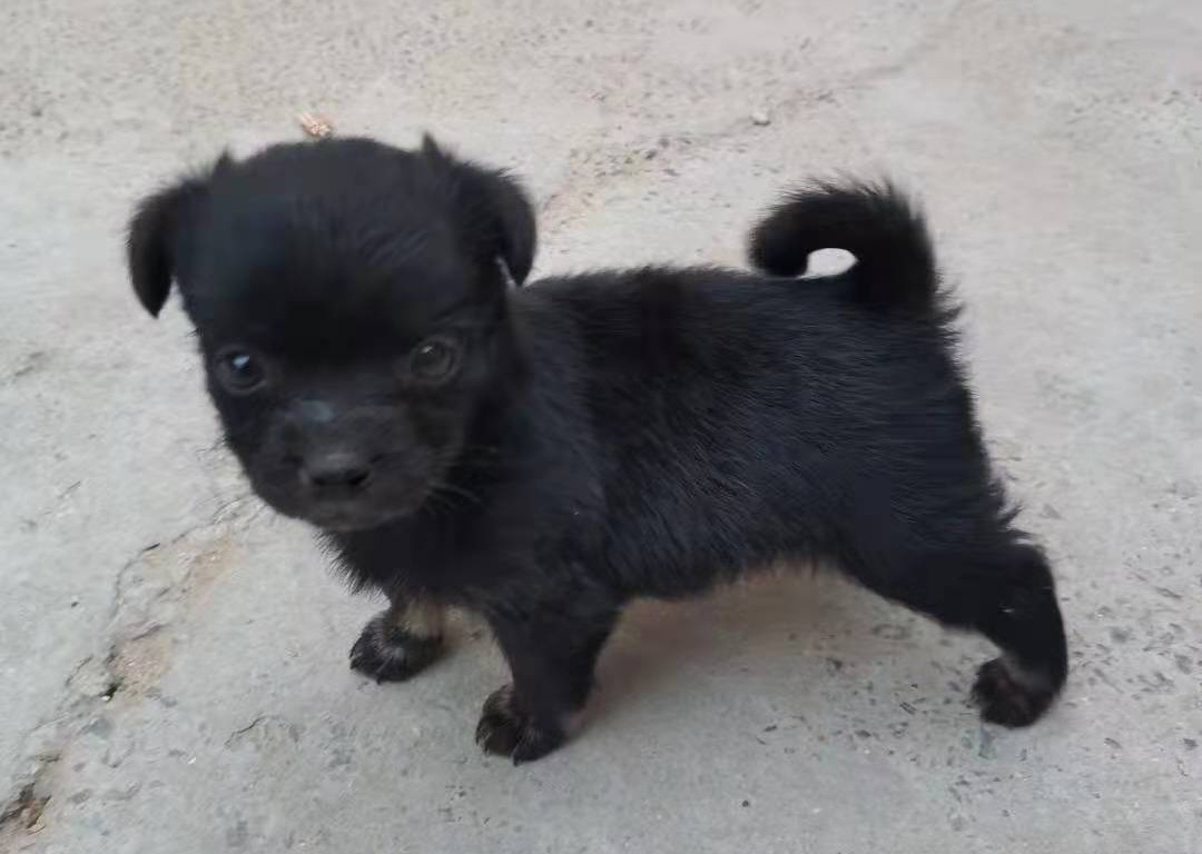 它就是个土狗,有个学名叫中华田园犬