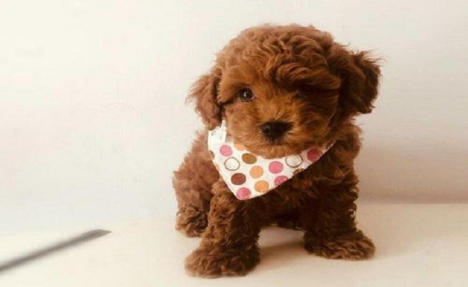 家里有泰迪的宠主狗狗如果出现下面5个表现可能是生病了