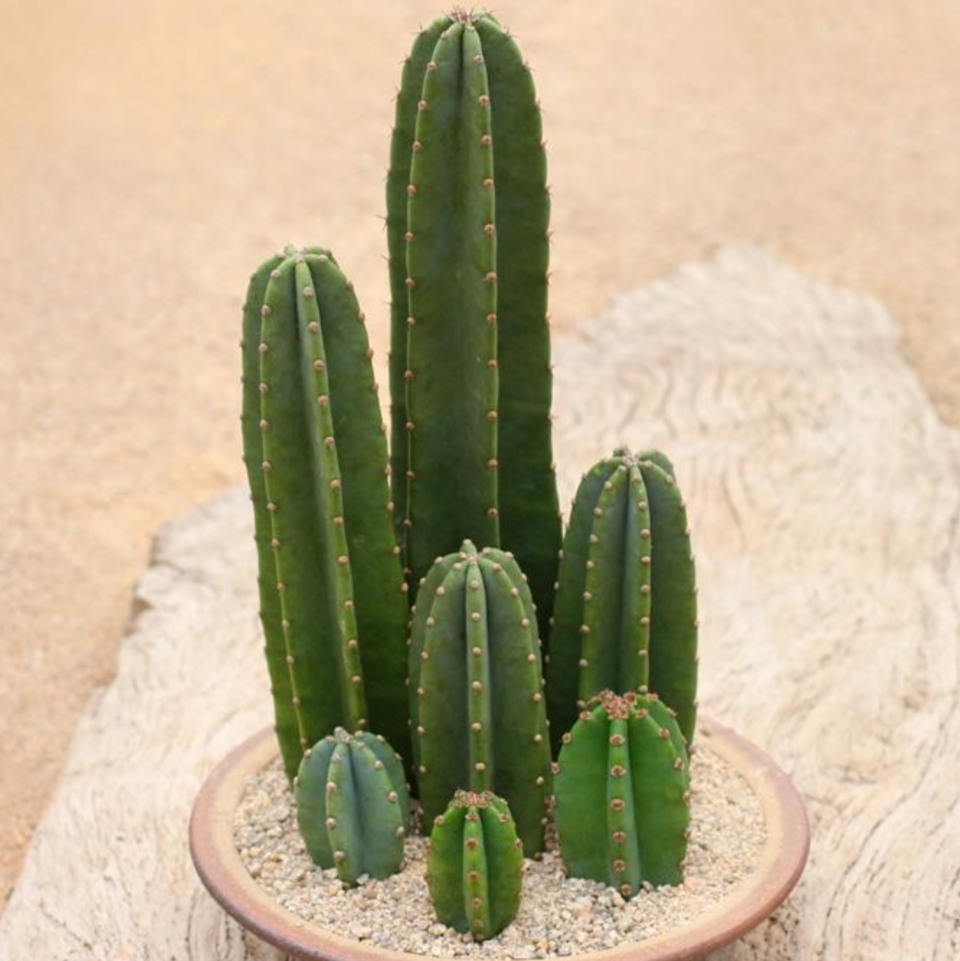 量天尺|蟹爪兰|植株_新浪新闻