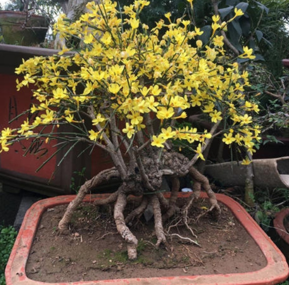 养迎春花盆景花芽长得多