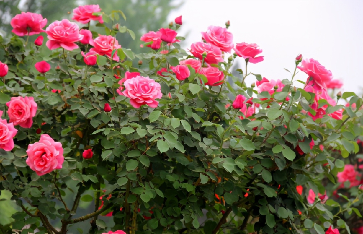 月季花什么时候开 月季花什么时候开放几点开花