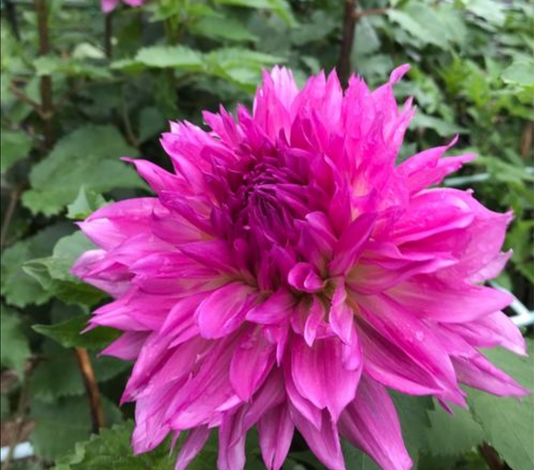 大丽花做好4件事开花硕大美丽