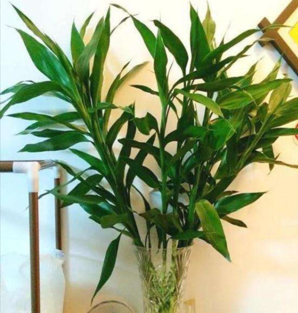 水培富贵竹不长新叶忽略了这几个养护要点