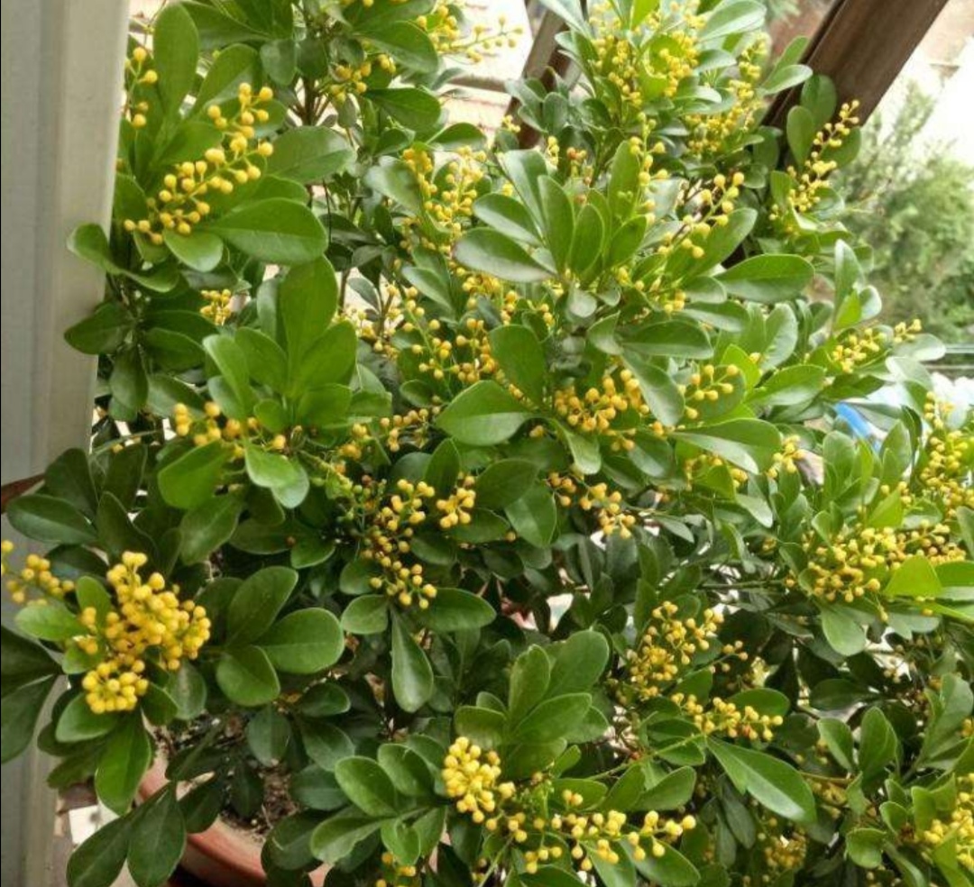 家里养的米兰花只要给它做好这细节秋天也依然开花