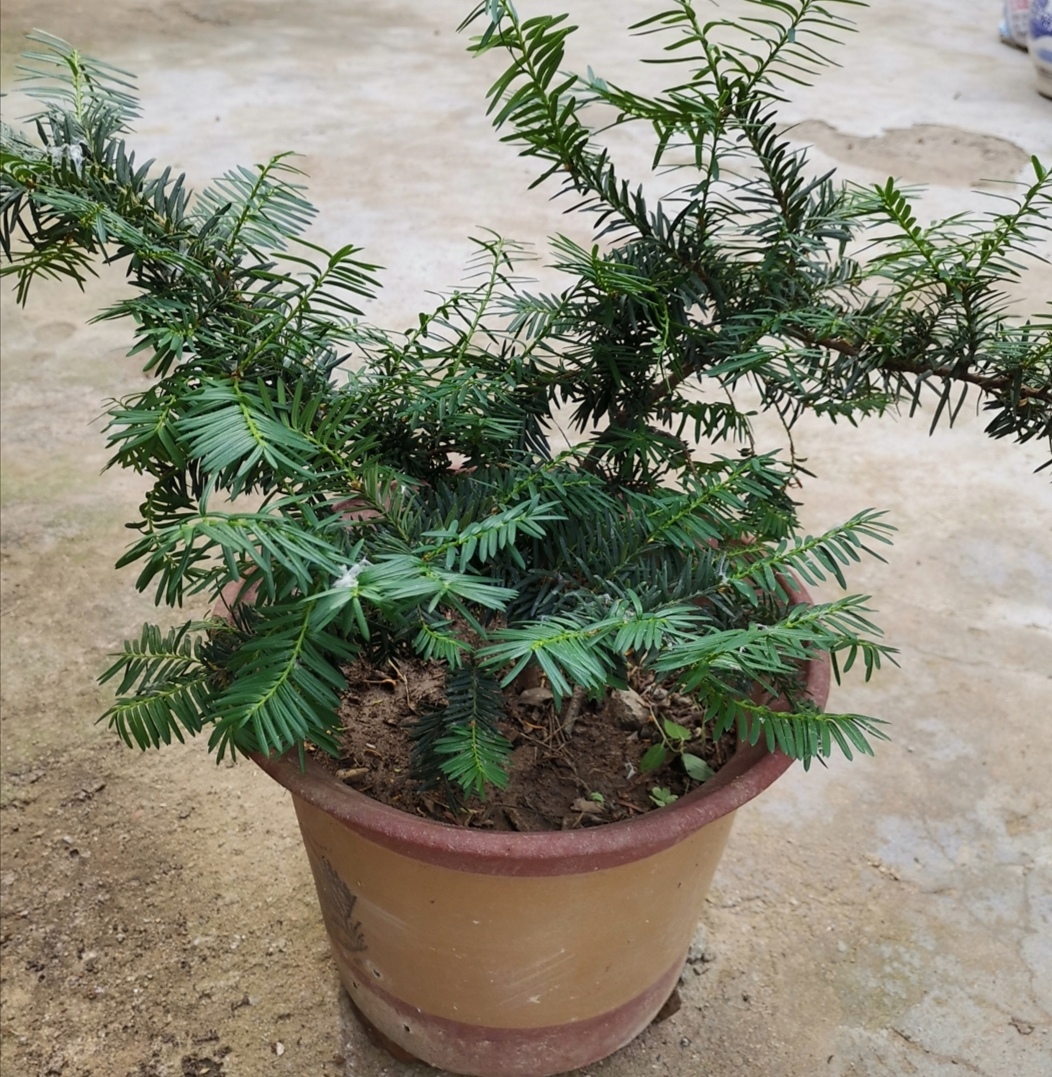 养红豆杉盆景满足2个基本条件才能结出漂亮的红豆