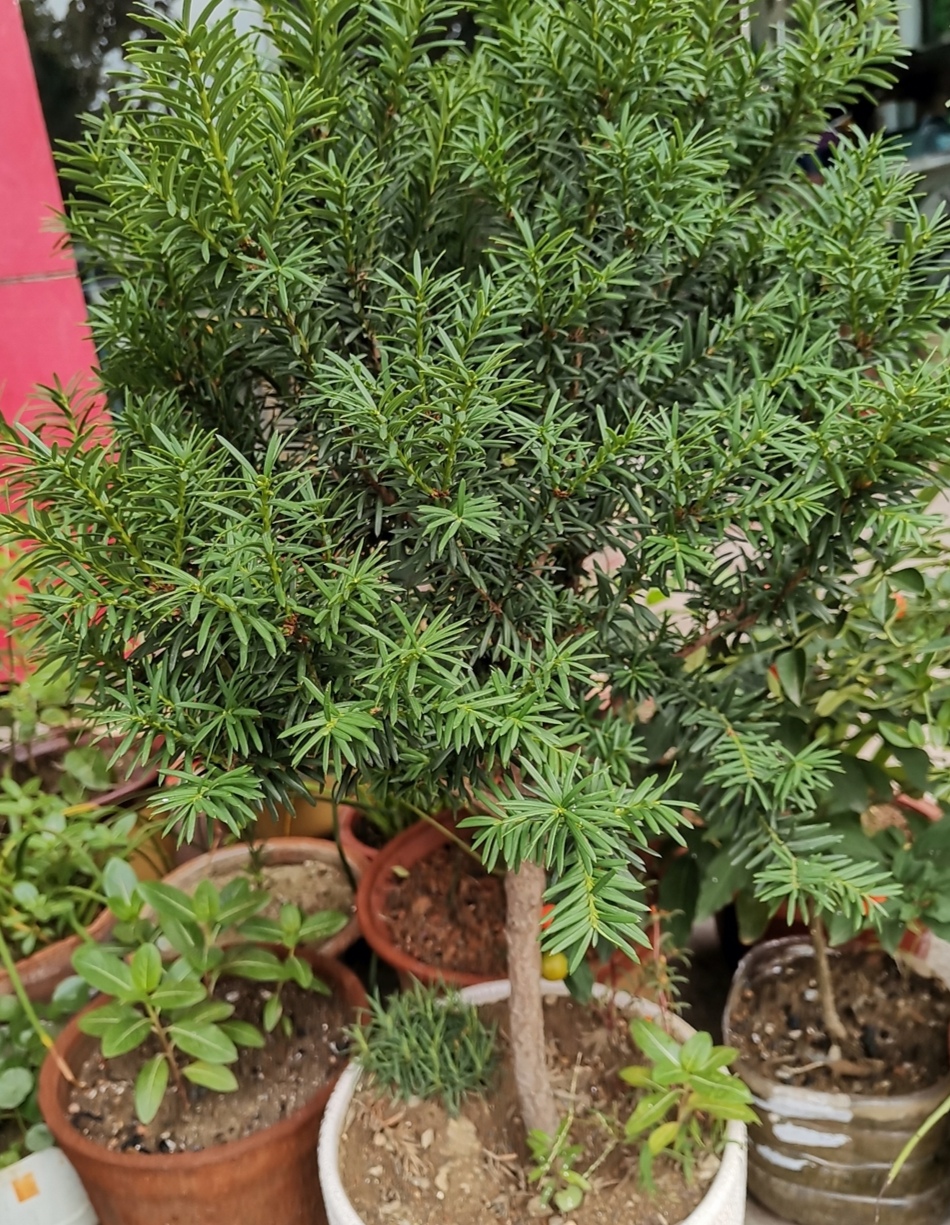 养红豆杉盆景,满足2个基本条件,才能结出漂亮的"红豆"!|红豆杉|植株|