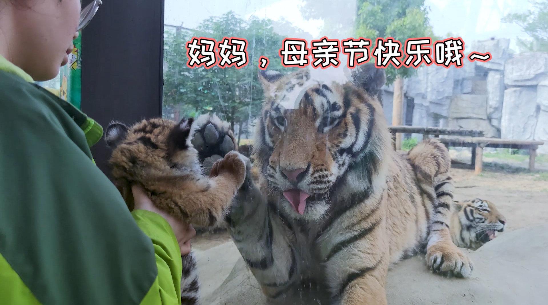 小老虎母亲节与虎妈相见,"虎妈"不断伸爪抚摸场面有爱