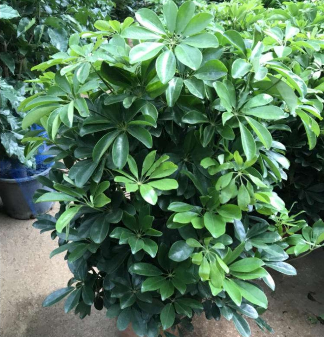 养鸭脚木现在做好几项关键养护冬天枝叶繁茂长势旺