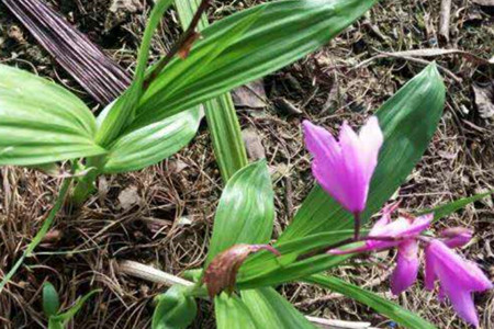 白芨的养护方法|白芨|植株|养护_新浪新闻