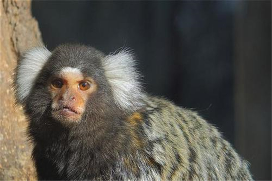 南美洲发现人脸四脚兽神似山海经中的生物难道这是真的