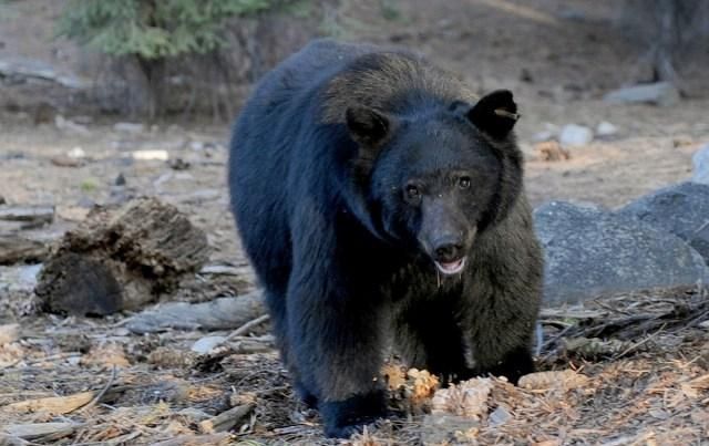 梅根被邻居警告,一只熊瞎子在她家附近游荡,她家养的