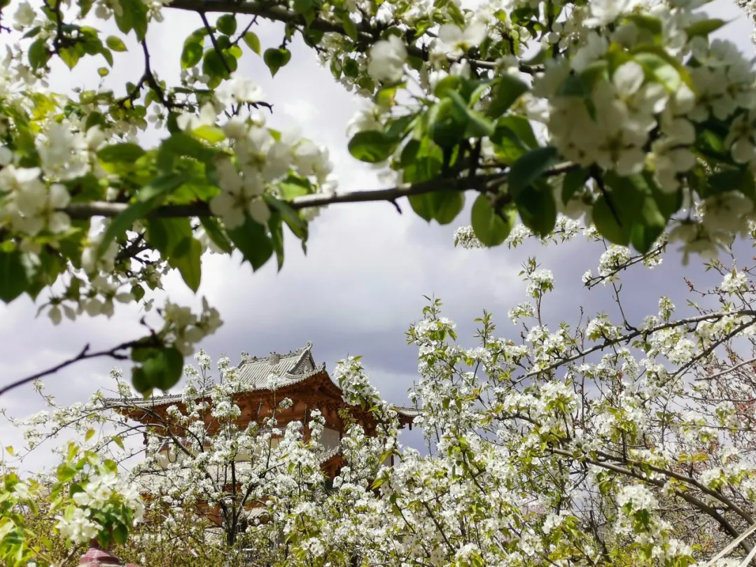 每年4月上旬,漫山梨花于黄河边上绽放,飞花盛景将贵德染得一片雪白