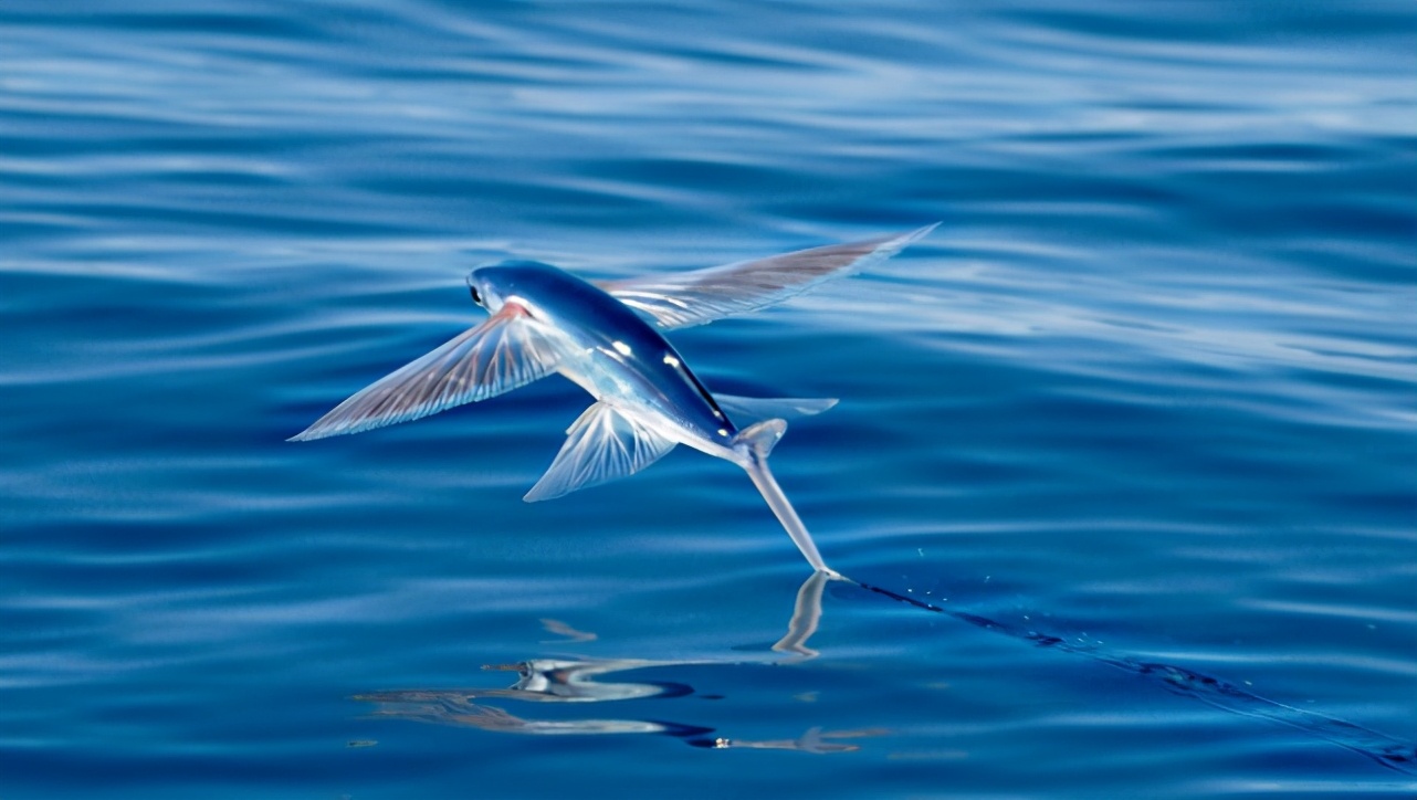 鱼可以在空中飞?飞鱼为了躲避天敌,从海里飞向天空