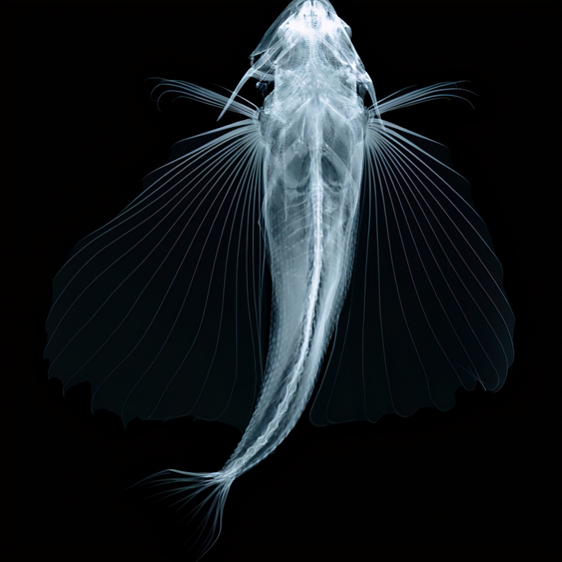 鱼可以在空中飞?飞鱼为了躲避天敌,从海里飞向天空