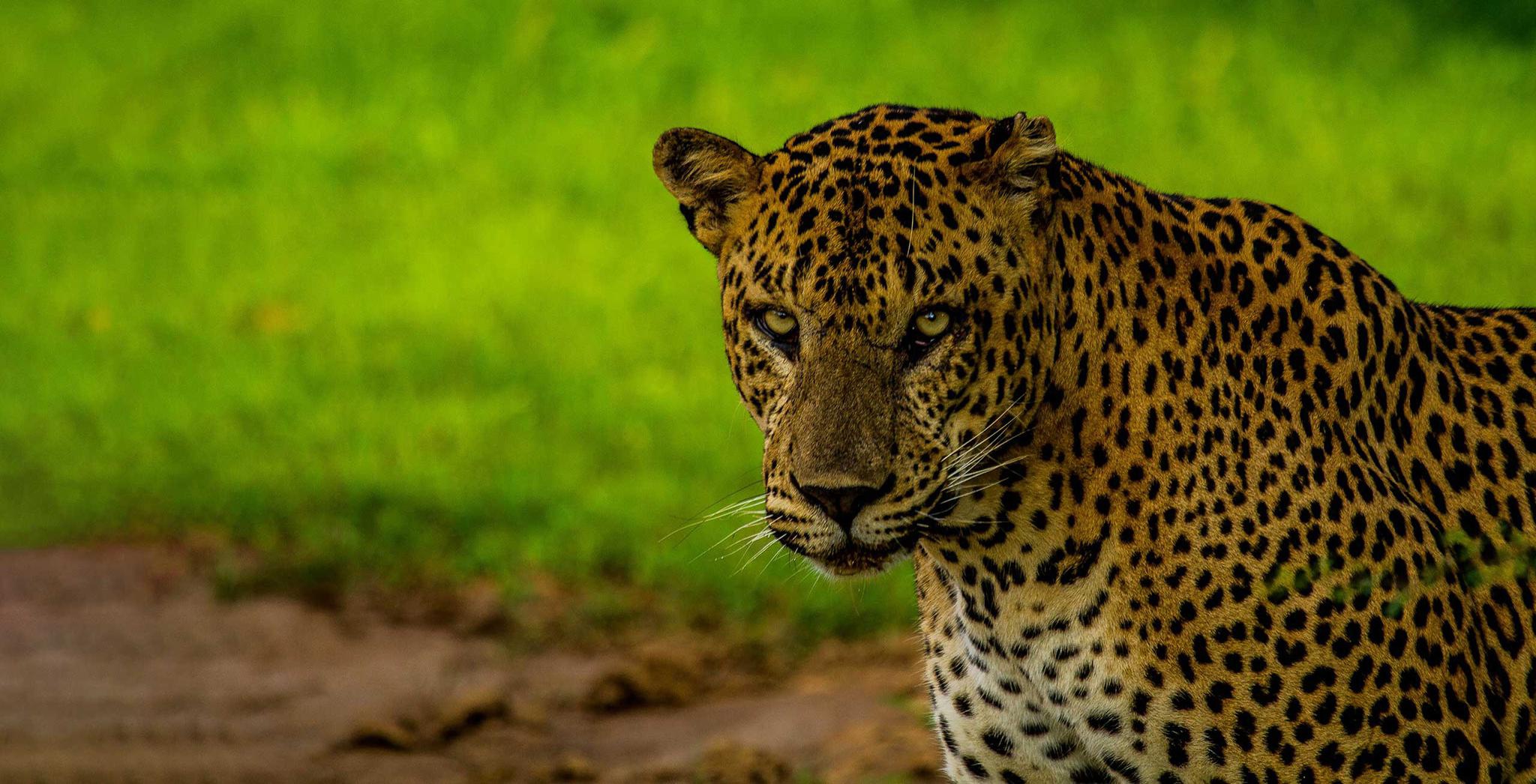 杭州外逃金钱豹仍有一只在逃,为何不放弃寻找,让它回归自然?