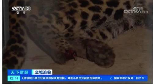 官方回应豹子后掌疑断裂:不存在这一情况休闲区蓝鸢梦想 - Www.slyday.coM 官方回应豹子后掌疑断裂:不存在这一情况休闲区蓝鸢梦想 - Www.slyday.coM