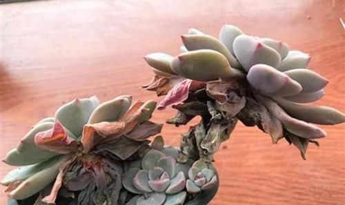 多肉植物不知道是什么原因,叶子在逐渐干枯,脱落,应该怎么办?