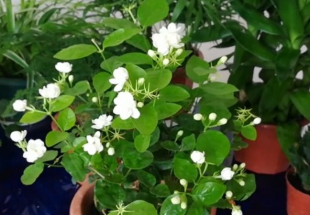 养栀子花茉莉花定期浇点酸性水植株长得旺开花多