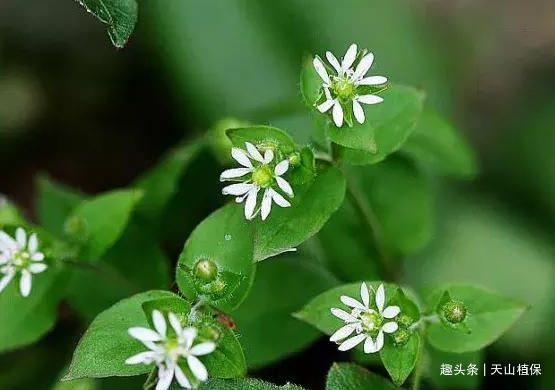 农村的一种天鹅草药用价值双高祛风湿通经络