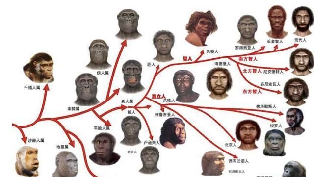 人类还会再进化吗?会进化成什么样子?未来的人类长什么样