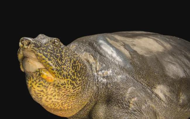 越南发现一雌性斑鳖重86公斤长1米濒灭种群重燃一线生机