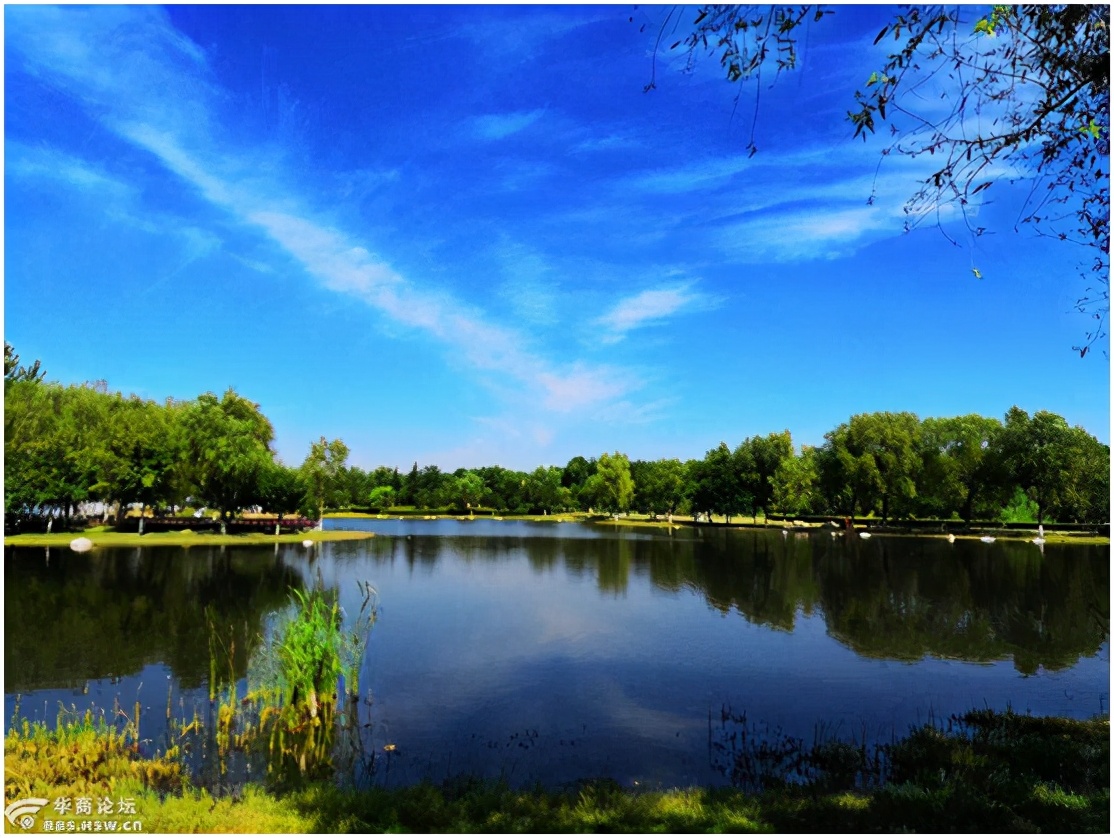众多飞鸟流连栖息芦苇湿地景观融为一体西安湖与渭河城市运动公园是西
