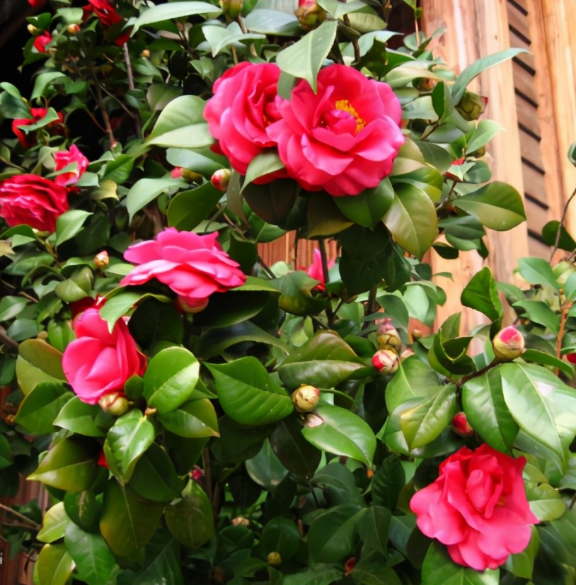 进入五月养茶花做好该做的不能做的不要做秋季才能满树花苞