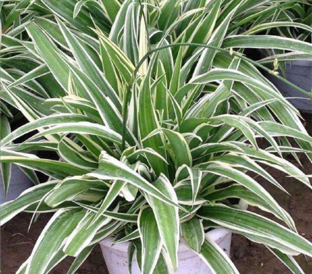 吊兰长得不旺给它剪剪老根重新焕发生机